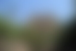 Фотография квеста-анимации Сафари от компании Про праздник (Фото 1)